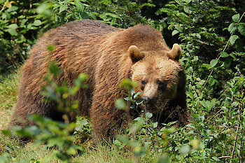 Nationalparkführungen im Bayerischen Wald